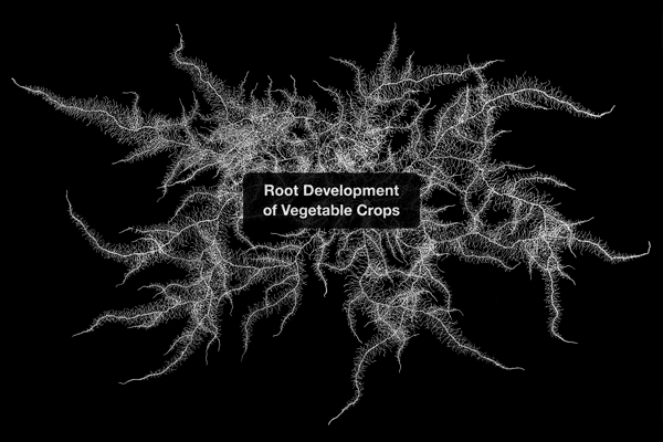 Image for Open Roots